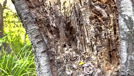 las termitas consumen activamente un árbol en australia