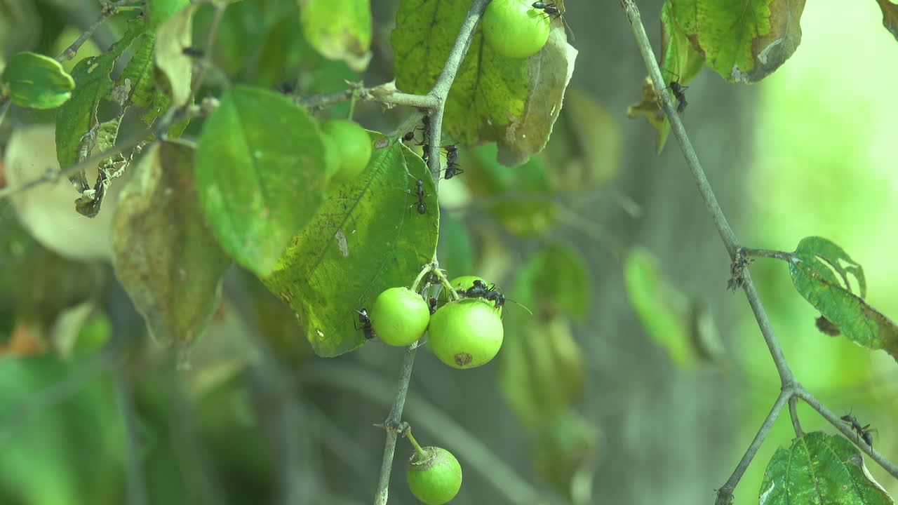 hormigas negras gigantes en una planta y comiendo la fruta