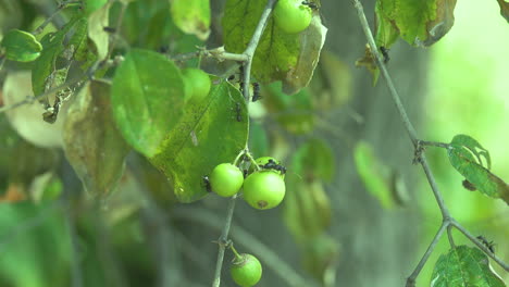 Riesige-Schwarze-Ameisen-Auf-Einer-Pflanze-Und-Fressen-Die-Früchte