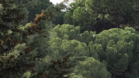 Paisaje-De-Pinares-Verdes-Con-Pájaros-Voladores