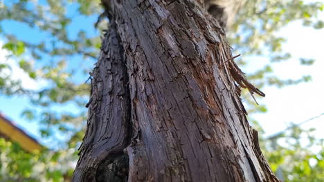 tiro macro de textura de detalle de corteza de árbol de vid de uva