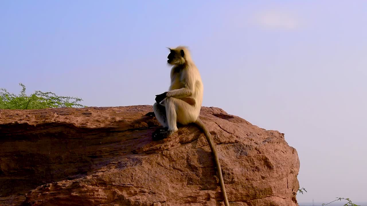 langur gris sentado en un acantilado come plátano