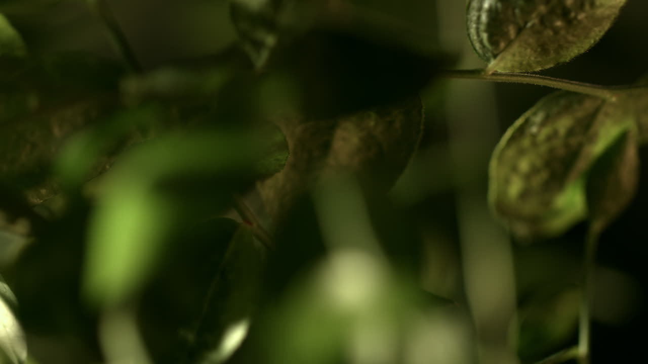 entre las hojas verdes de las plantas. arbusto oscuro en el bosque. paisaje de madera