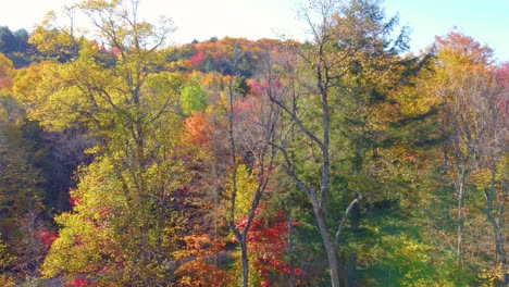 Slow-Descent-in-Between-Skinny-Trees-with-Heavy-Sun-Rays-Peaking-Through-the-Leaves