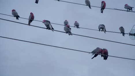 a flock of galahs perched on the electricity wires with grey sky background