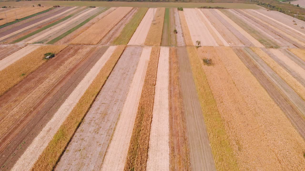 Amazing aerial footage of big agricultural corn fields on a sunny day with beautiful clouds on the blue sky