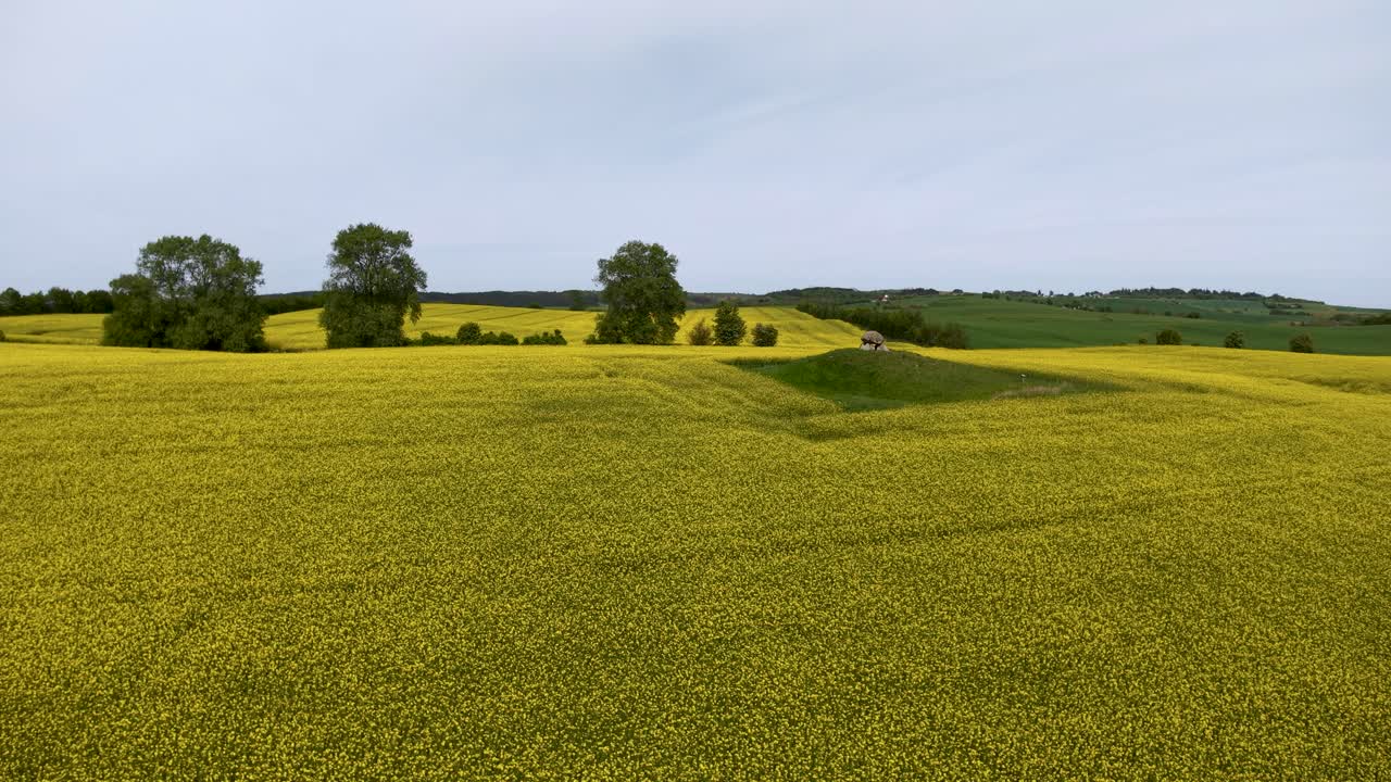Aerial footage of a Danish countryside hill fort covered in yellow blooming canola fields, bordered by tree lines under a clear blue sky