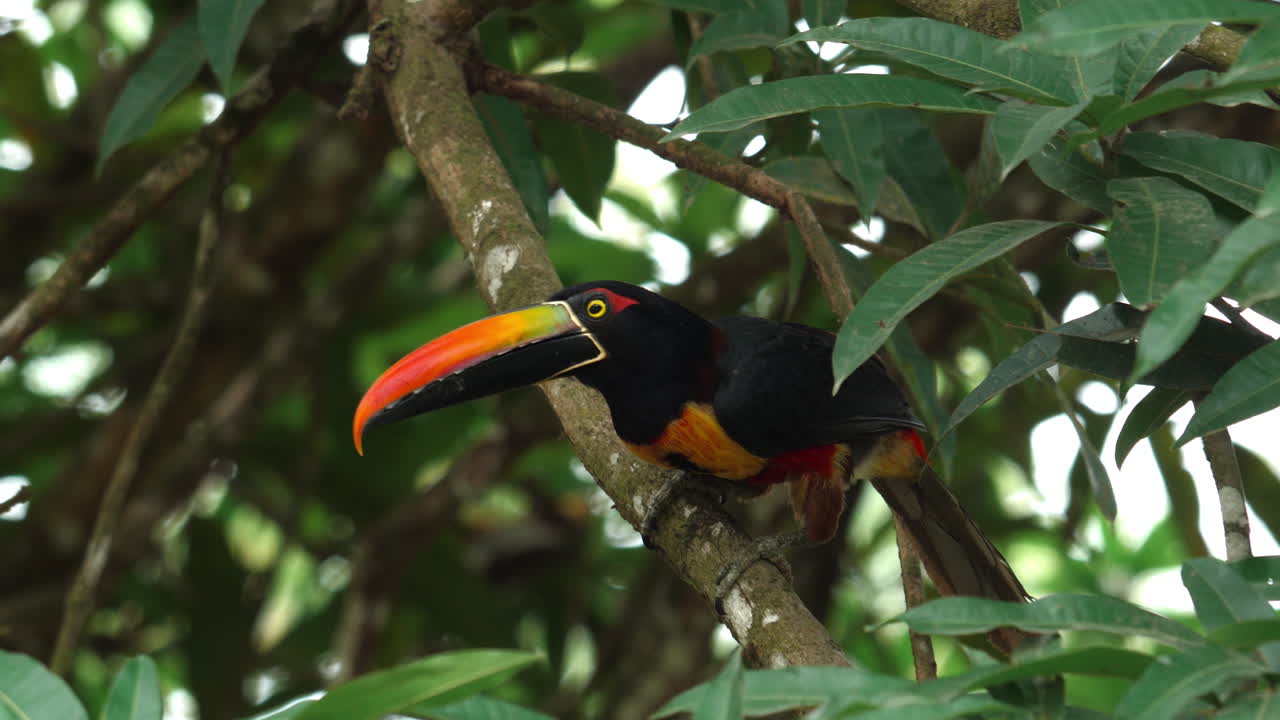 Close-up: Bico e olhos marcantes de tucano.