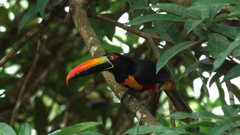 en primer plano: el llamativo pico y los ojos del tucano.