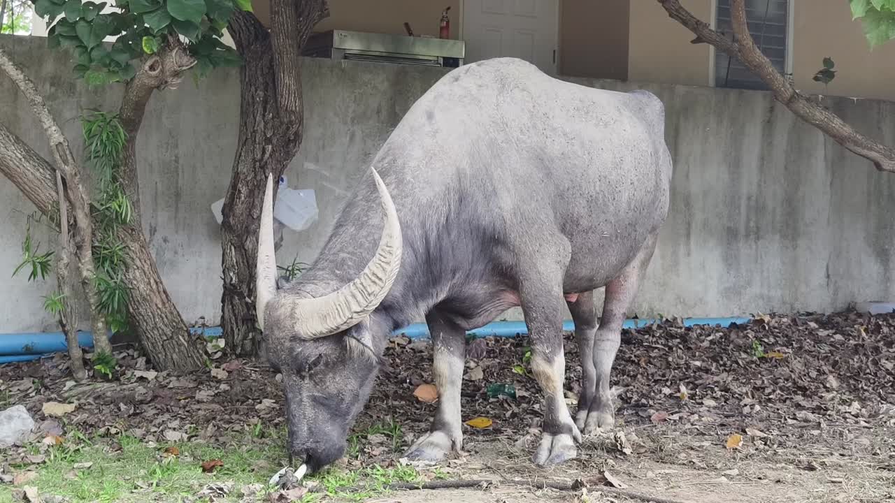 물 버팔로 (water buffalo) 의 목초지