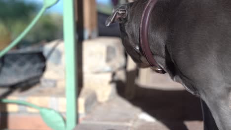 pitbull with a collar panting during a hot sunny day in the sonoran desert