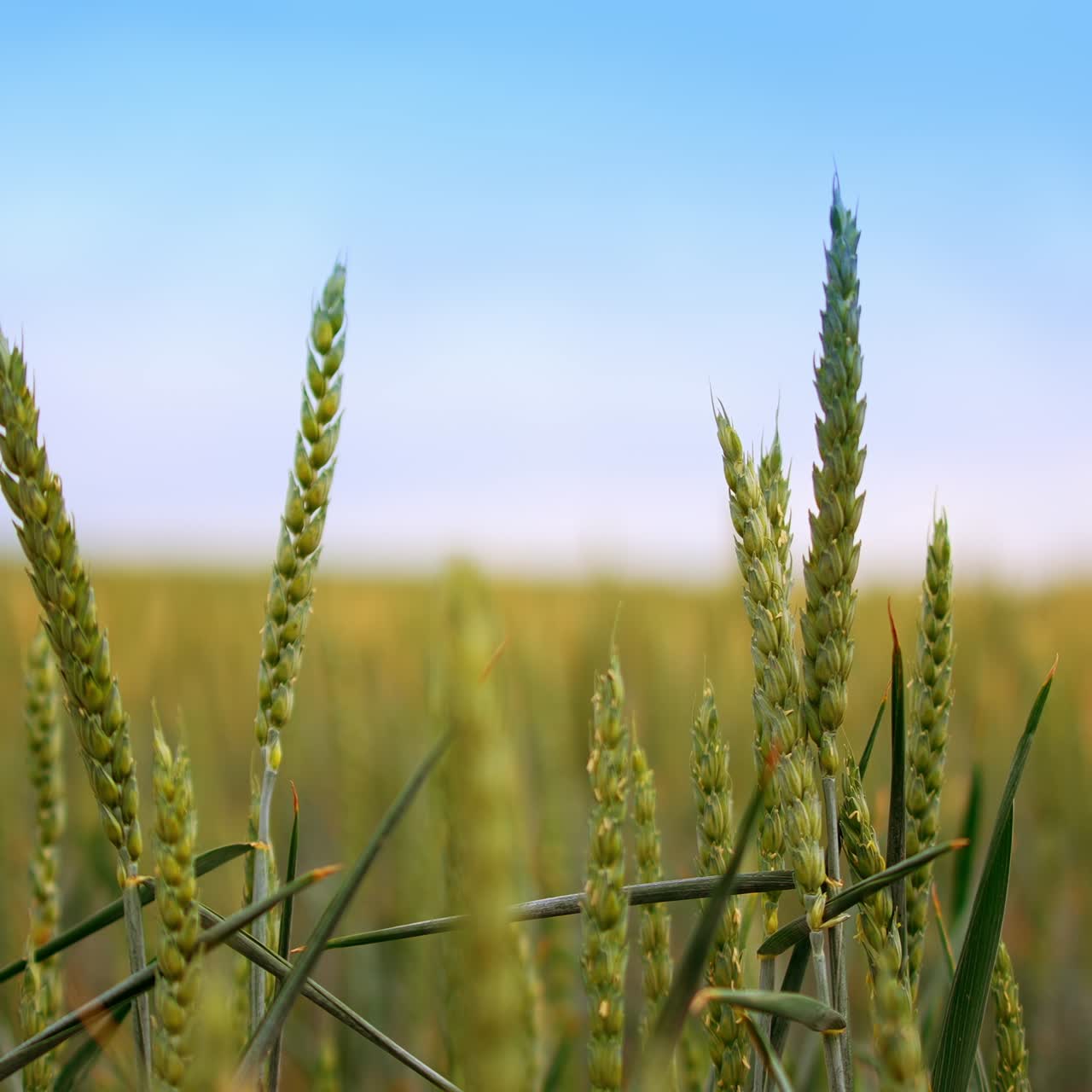 Agricultural field of growing wheat in summer. Swaying ears of wheat at the backdrop of blue sky. Close up. Blurred backdrop