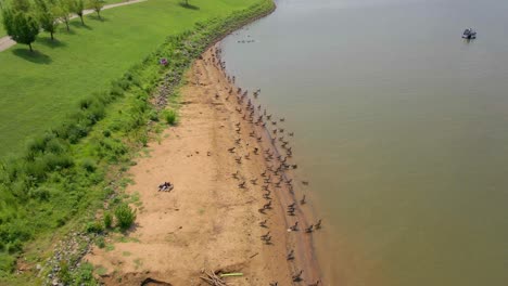 Gansos-Canadienses-Dirigiéndose-Hacia-El-Agua---Una-Perspectiva-Aérea