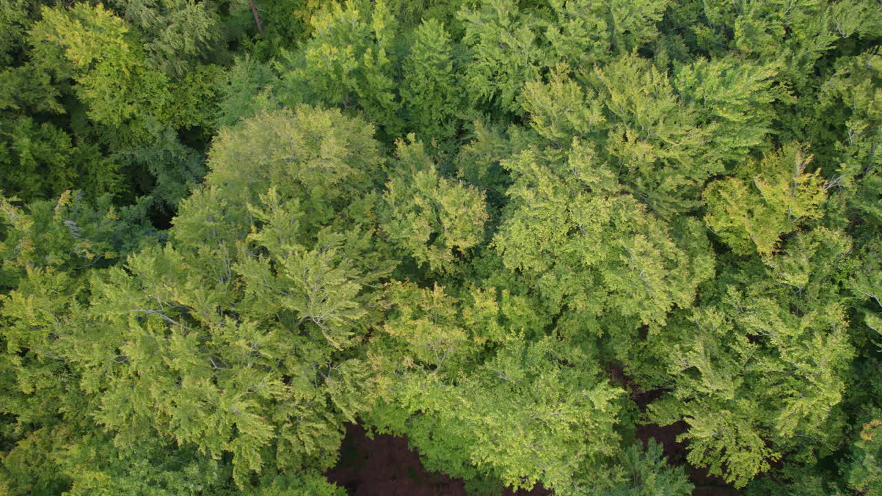 Lush green forest canopy with afternoon sunlight, top down