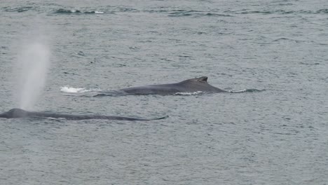 two humpback whales swimming.whale watching in juneau, alaska