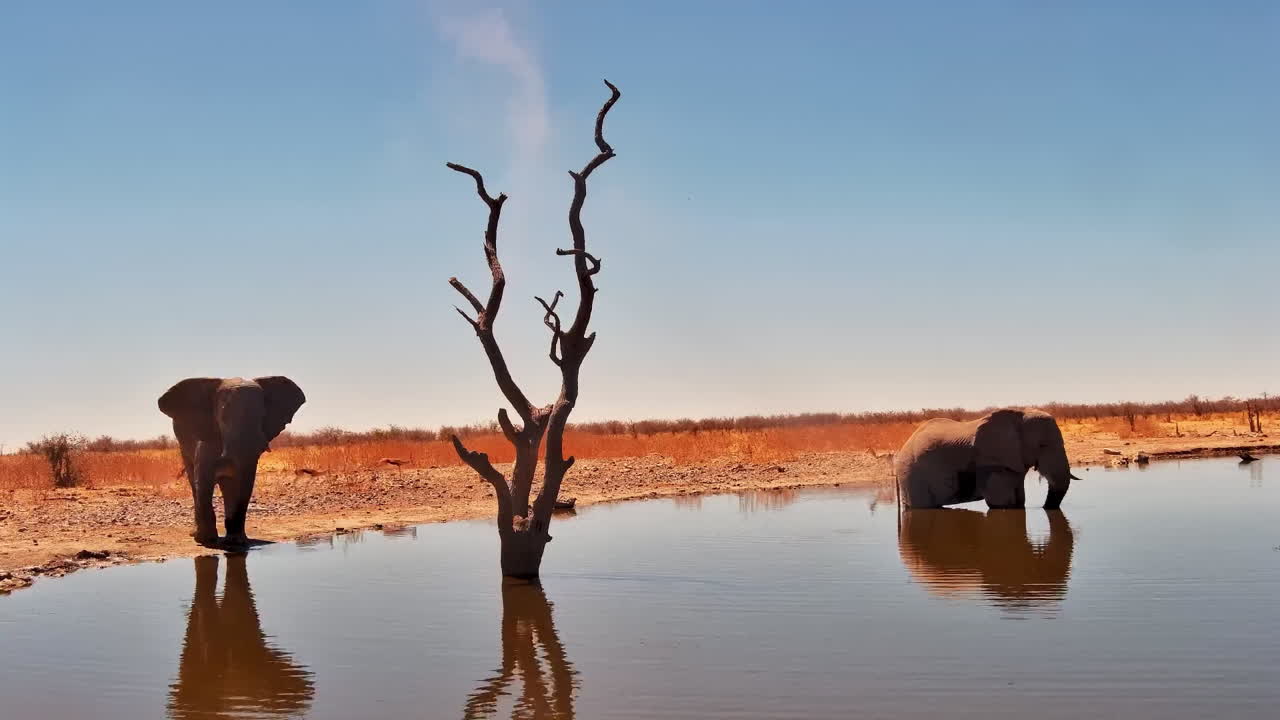Due elefanti si rinfrescano a una pozza d'acqua nelle aride Etosha Heights, Namibia.