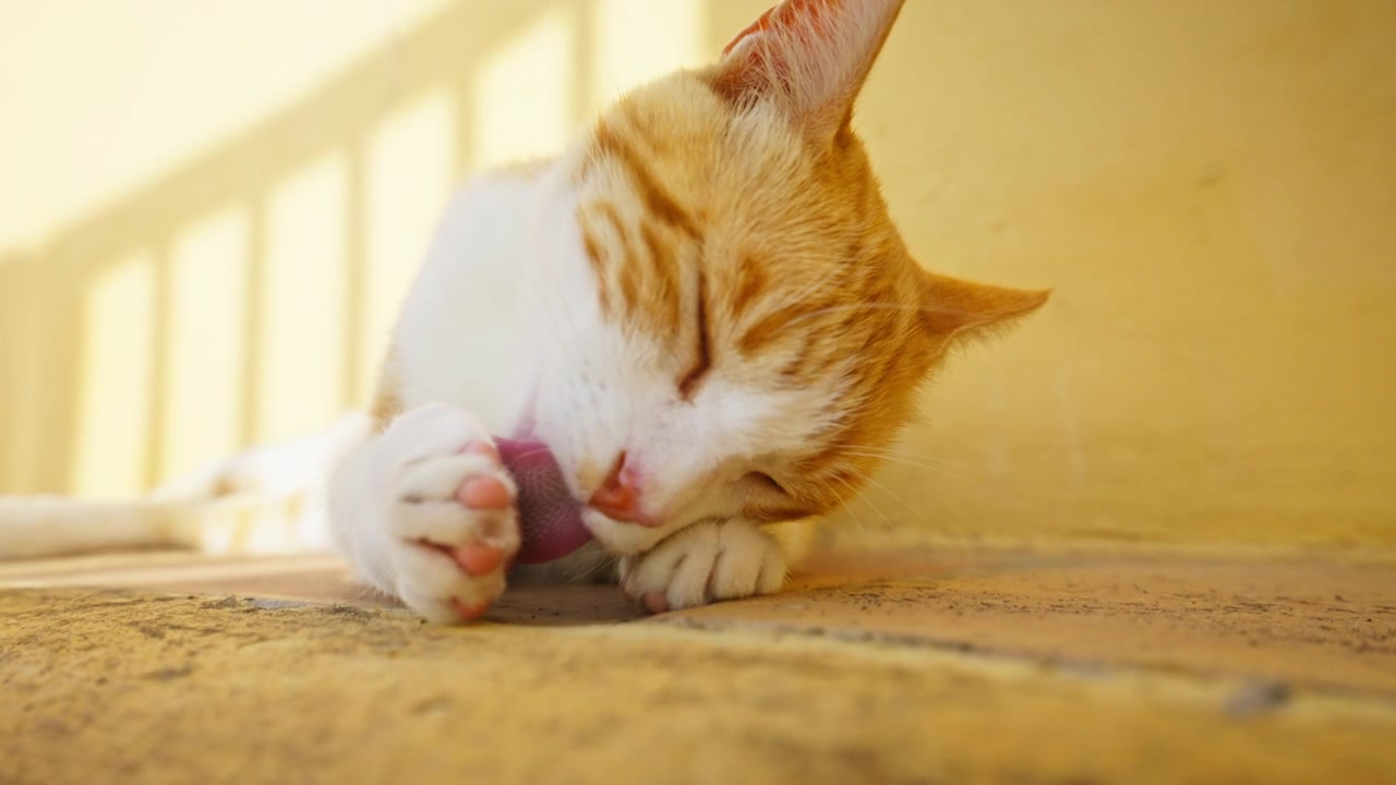 Um gatinho adorável, ruivo e branco, se limpando sob a luz quente e dourada do sol. Encantadoras imagens em close-up de animal capturando um momento tranquilo de cuidado felino, conforto e relaxamento.