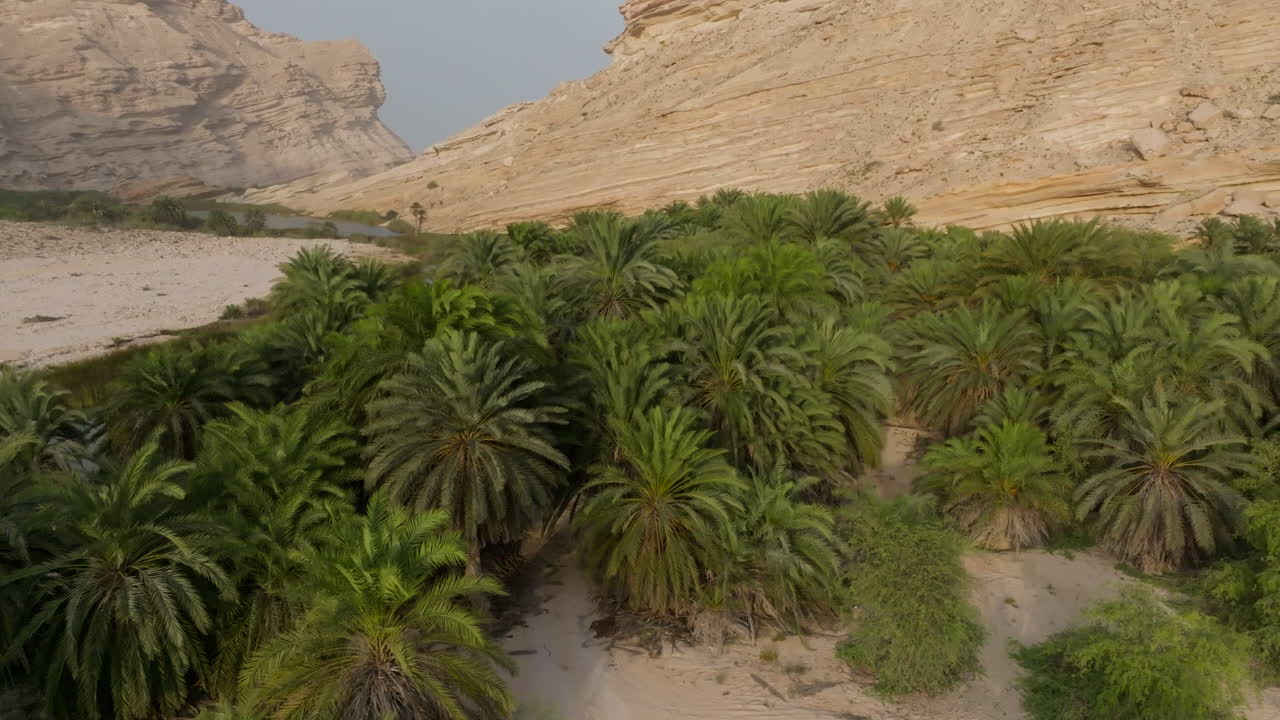 Lush palm oasis in Oman’s desert landscape near the coast with a clear blue sky