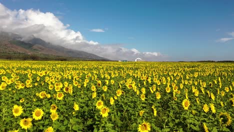 Excelente-Toma-Aérea-Moviéndose-Sobre-Un-Campo-De-Girasoles-En-Maui,-Hawaii