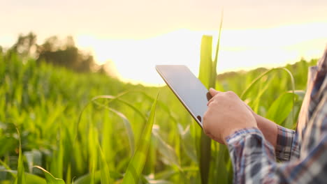 lens flare close-up: the farmer's hand touches the corn leaves in the field at sunset and checks the quality of the growing crop and enters the data for analysis into the tablet computer for remote monitoring of the crop