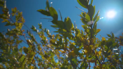 yellow leaves sway wildly in the breeze