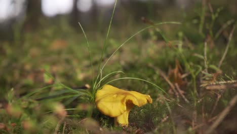 a hand picking a chanterelle mushroom from the grassy forest ground