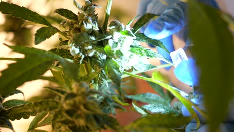 Close-up-shot-of-Caucasian-Scientist-looking-and-studying-cannabis-plant-leaves-and-buds-in-a-laboratory-through-a-lantern