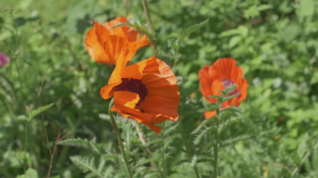 amapola naranja se balancea en el viento después de la visita de una abeja, cámara lenta