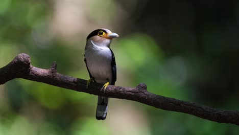 泰國凱恩克拉<unk>國家公園 (kaeng krachan national park) 的銀胸大嘴雀 (serilophus lunatus),在太陽光落在它的頭上時,向右看,好像她是一個超級明星,在觀眾面前表演