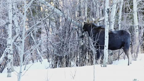 canadian moose standing on the snow in cypress hills provincial park during winter in saskatchewan, canada