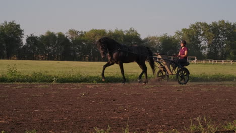 horse and carriage driving in field