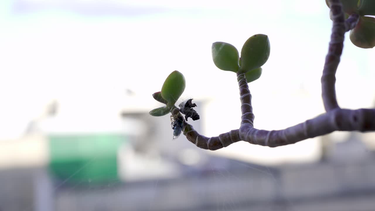 A spider consumes its prey, a fly, while perched on the stem of a succulent plant on a city terrace, highlighting natural insect behavior and urban biodiversity in a close-up view.