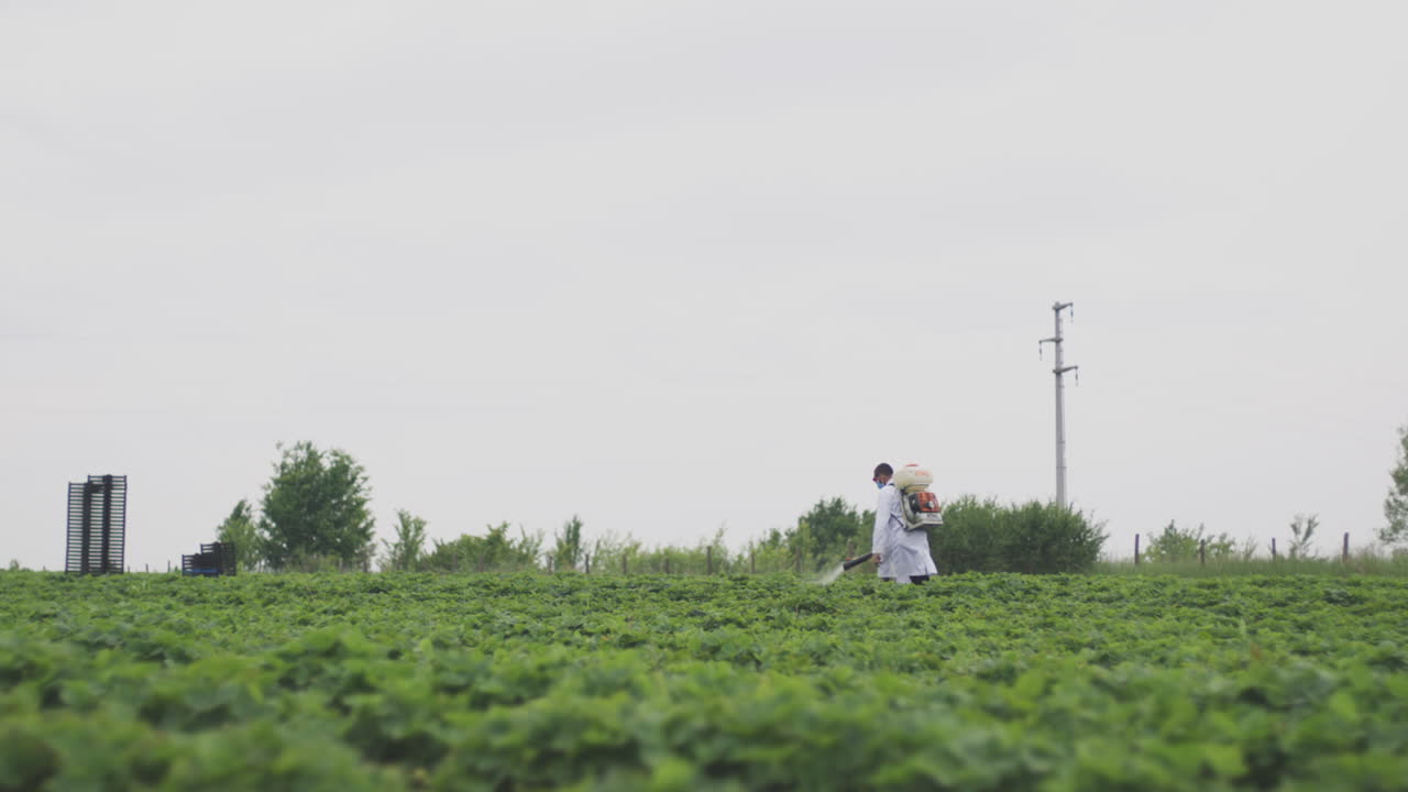 Farmer spraying strawberries