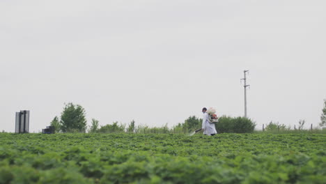 farmer spraying strawberries