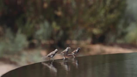 little birds drinking water on the edge of waterfall - selective focus