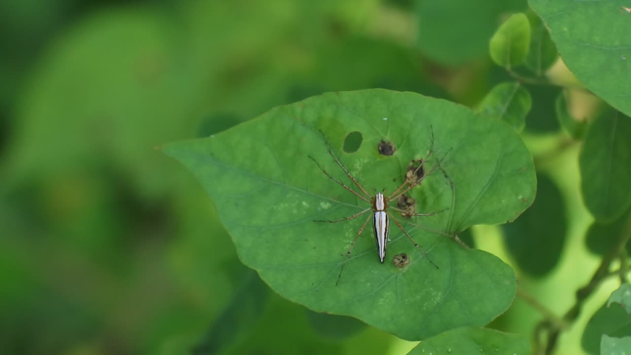 orange spider HD videos. insect on leaves footage