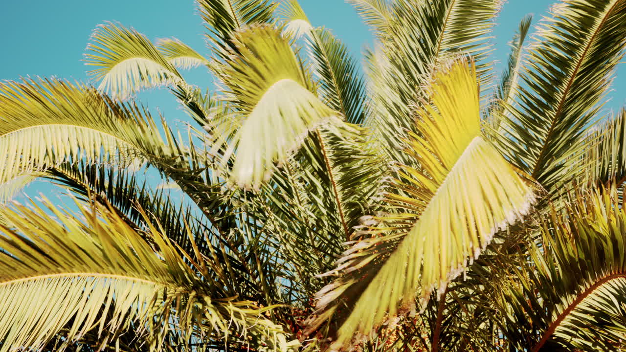 Close ip of fresh green palm leaves swaying gently in daylight