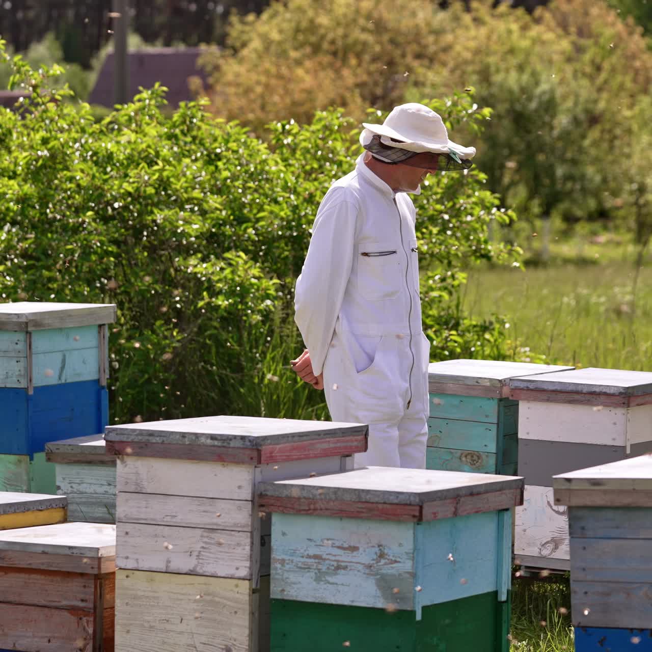 Apicoltore in abiti bianchi cammina lungo il suo allevamento di api. Numerose api volano intorno all'apiario. Sfondo naturale con tempo soleggiato