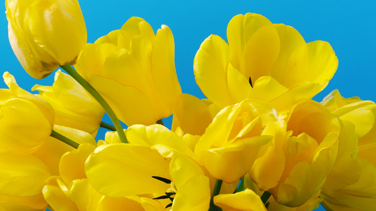 Optagelse af tulipaner, åbnende knopper. Timelapse. Optagelse af tulipaner.