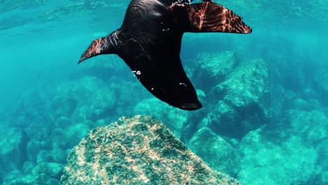 Sea-lion-playing-around-a-breeding-site-in-Mexico