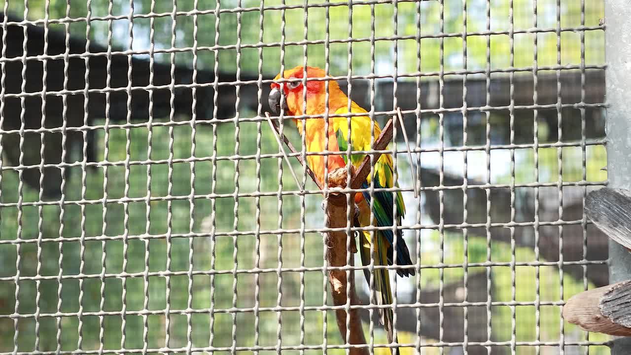 떠다니는 시장 에 서 있는 다채로운 무새