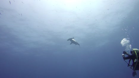 hammerhead shark swimming close to a female scuba diver in the red sea egypt