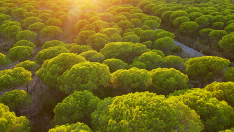 Low-Altitude-Aerial-Flight-Over-Green-Treetops-of-Stone-Pines-of-Cartaya-Pine-Forest-on-Sunset,-Autumn-Spain