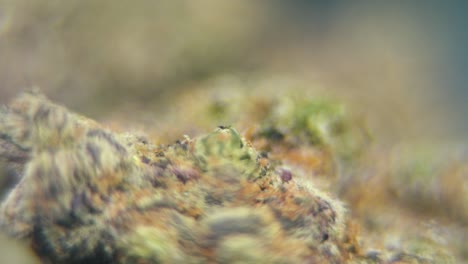 macro rotativo video suave de una planta de cannabis, cepas híbridas, sativa bruma púrpura, flor de marihuana, cámara lenta 120 fps, iluminación de estudio, borrón mágico