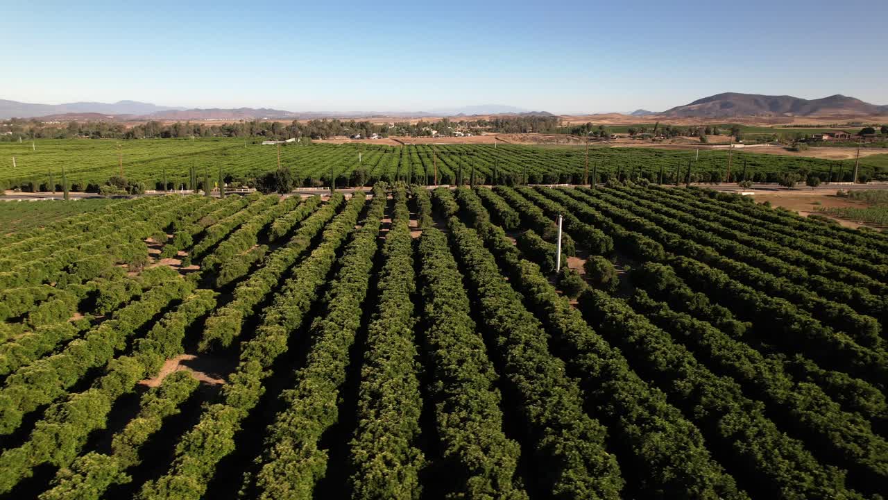 viñedos de vino en temecula, california - paso elevado deslizante aéreo panorámico