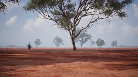 un gran árbol se encuentra en un vasto campo de tierra roja bajo un cielo azul