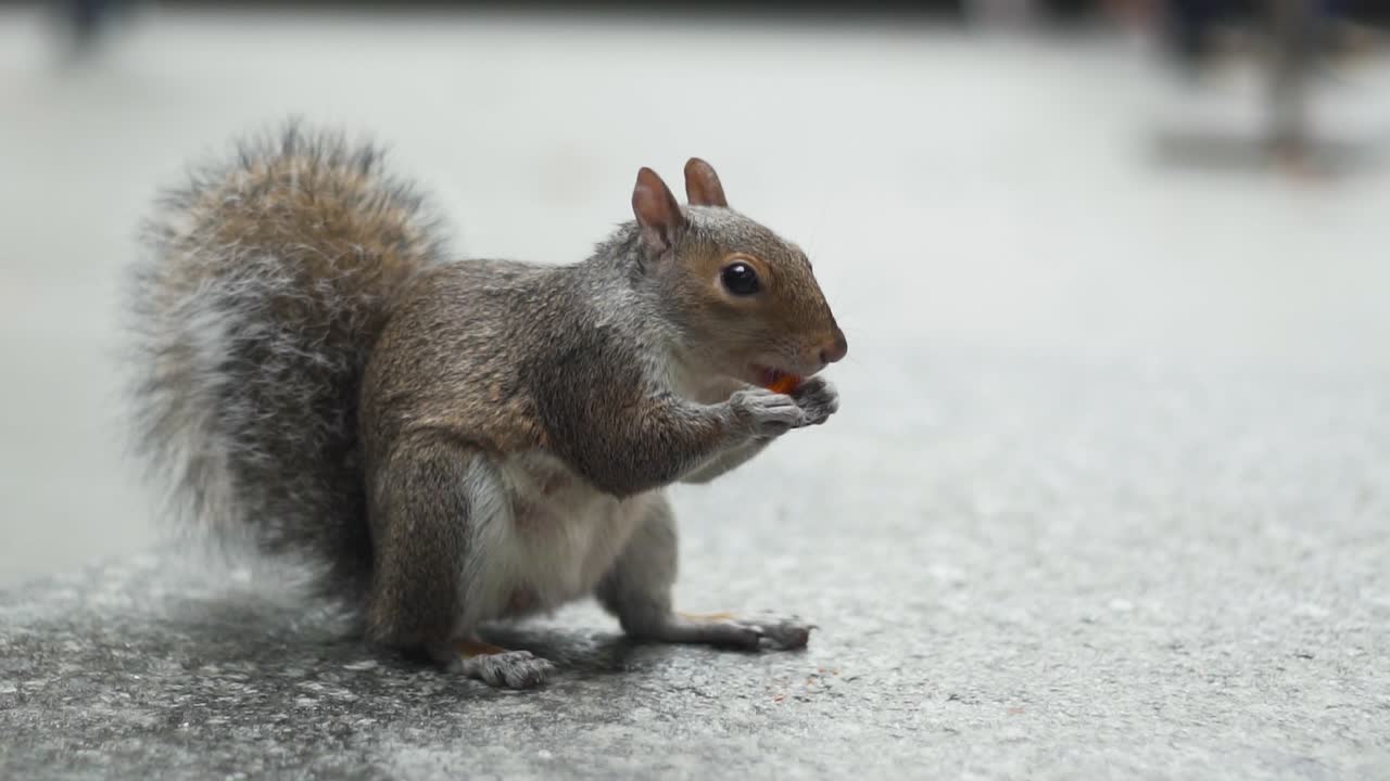 Primo piano di un adorabile scoiattolo che mangia in un'area urbana di New York City.