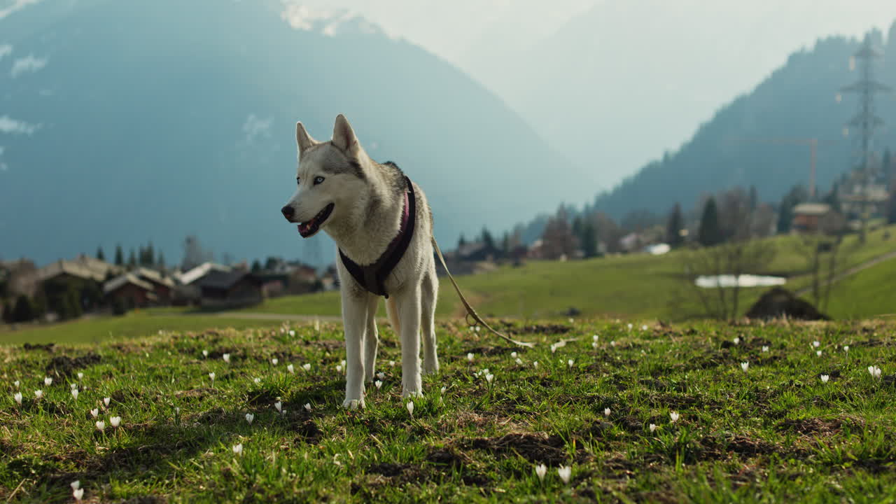 Majestic husky walking through an open alpine field at sunset, with breathtaking mountain views and