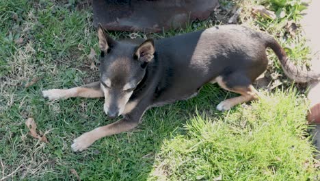 A-small-Rat-Terrier-lays-in-the-shade-on-a-sunny-day