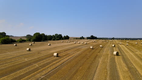 Aerial-flyover-golden-wheat-field-with-Sheaves-after-harvesting-during-sunny-day-and-blue-sky